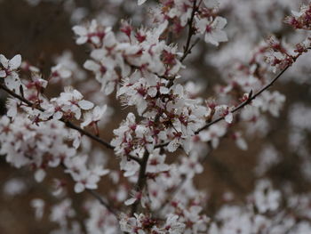 Close-up of cherry blossom