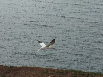 Seagull perching on water