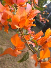 Close-up of orange flowering plant