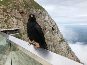 Bird perching on a mountain