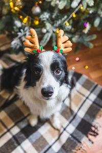 Portrait of dog sticking out tongue