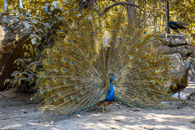 peacock