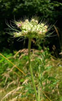 Close-up of thistle flowers