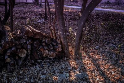 Fallen tree in forest