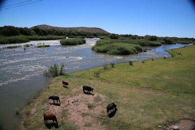 High angle view of cows grazing on field by river