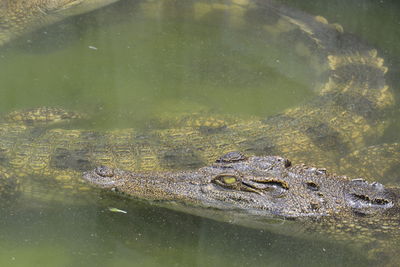 High angle view of crocodiles swimming in river