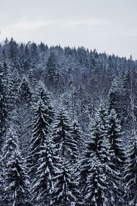 Pine trees in forest