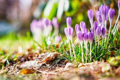 Close-up of purple crocus flowers on field