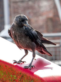 Close-up of bird perching