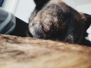 Close-up of dog sleeping