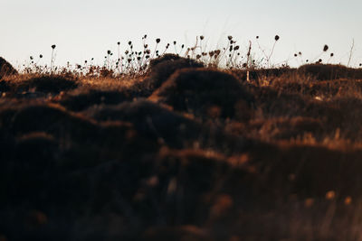 Close-up of silhouette land against clear sky