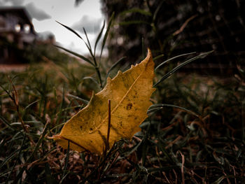 Close-up of yellow maple leaf on field