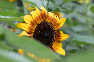 Close-up of sunflower blooming on field