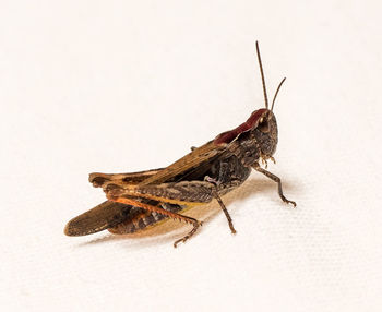 Close-up of insect against white background