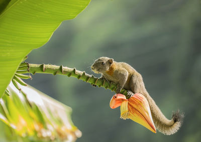 Close-up of crab on plant
