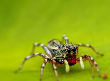 Close-up of spider