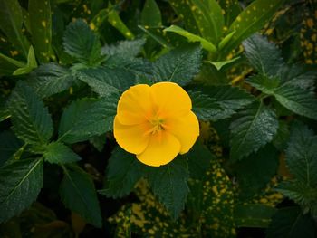 Close-up of yellow flower blooming outdoors