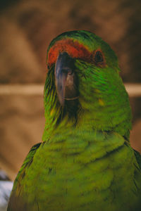 Close-up of parrot