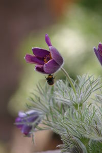 Close-up of purple flower