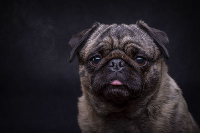 Close-up portrait of pug