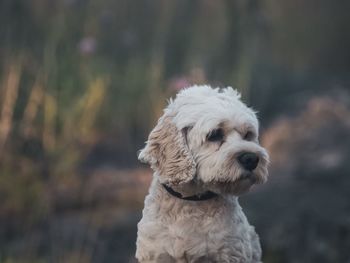 Close-up of a dog looking away