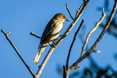 Low angle view of bird perching on branch against sky