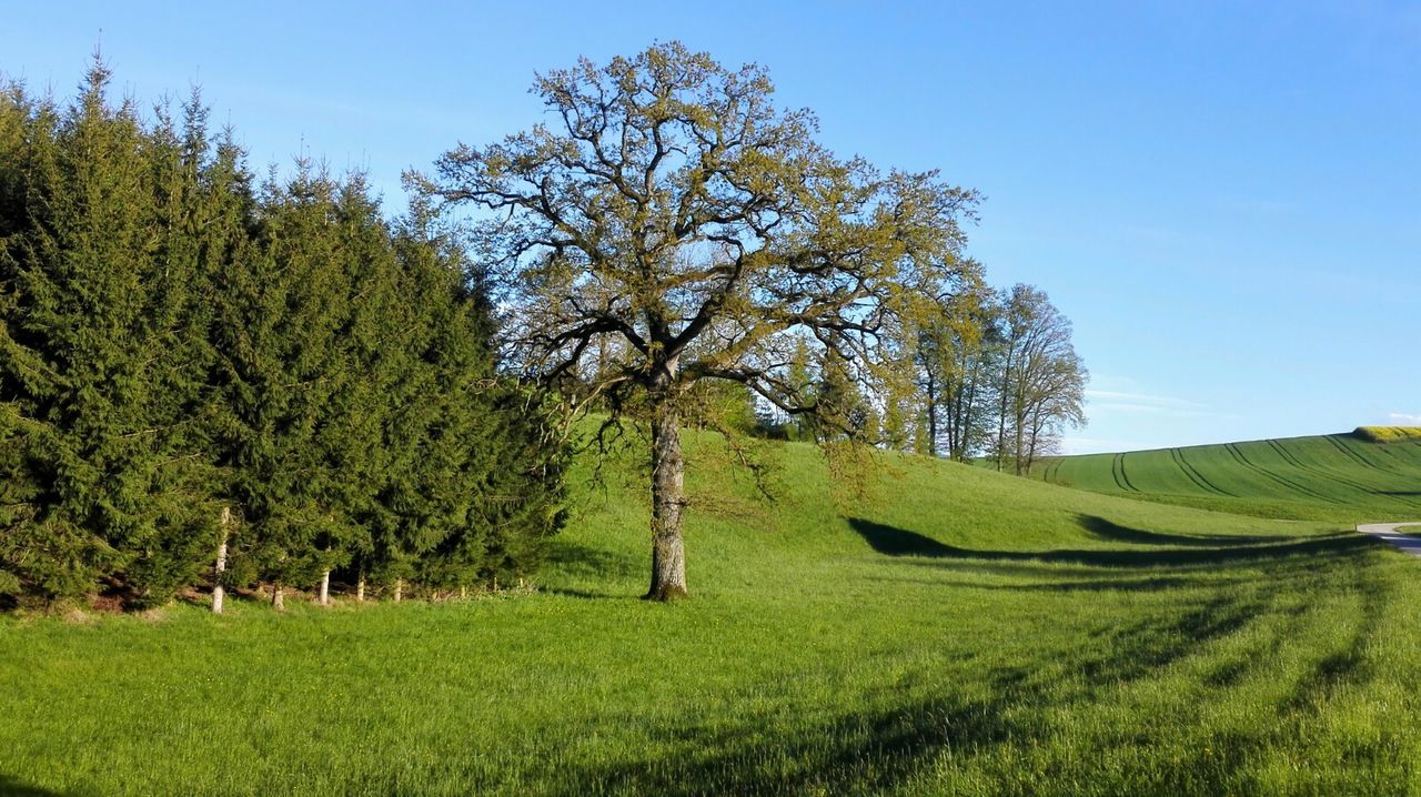 tree, grass, nature, field, landscape, scenics, day, tranquil scene, green color, growth, beauty in nature, outdoors, tranquility, no people, rural scene, sky, clear sky, branch