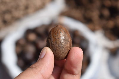 Close-up of hand holding bean