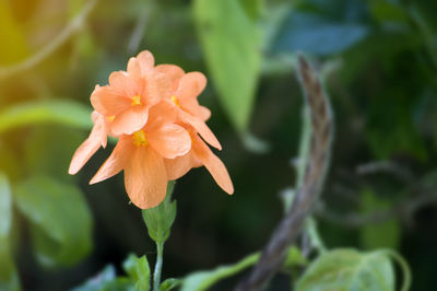 Close-up of orange rose flower