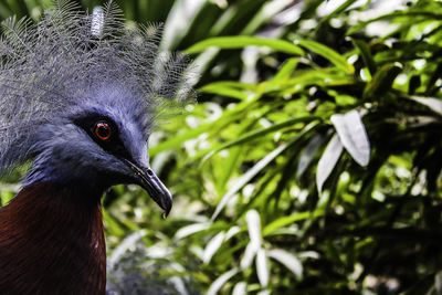 Close-up of a bird