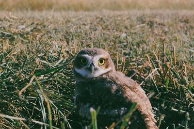 Close-up of owl on field