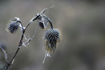 Close-up of wilted plant