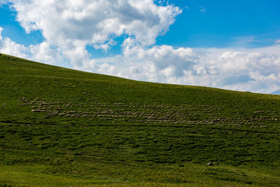 Scenic view of grassy field against sky