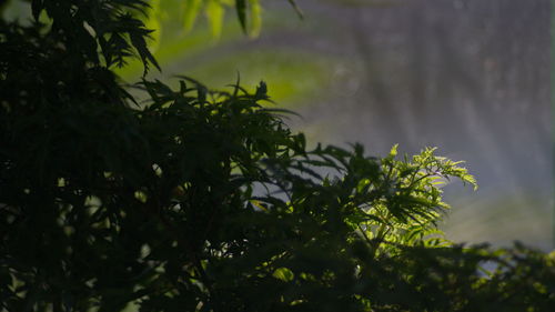 Close-up of silhouette tree