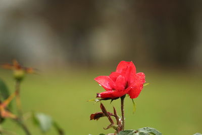 Close-up of red flower against blurred background