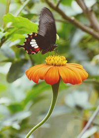 Butterfly on flower