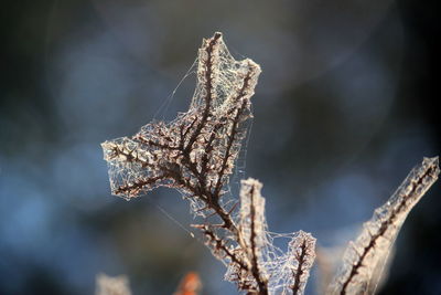 Close-up of dried plant