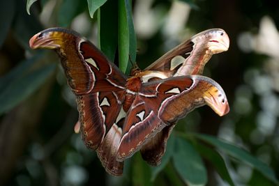 Close-up view on butterfly - 2 atlasfalter