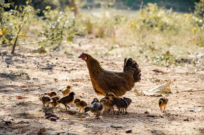 Hen with baby chickens on field