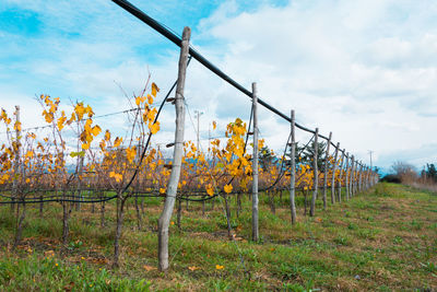 Trees growing on field against sky during autumn