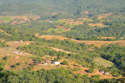 High angle view of trees on field