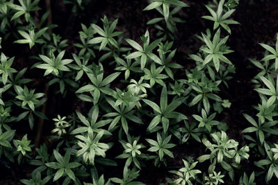 High angle view of potted plants