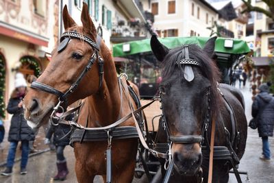 Horse cart on city street