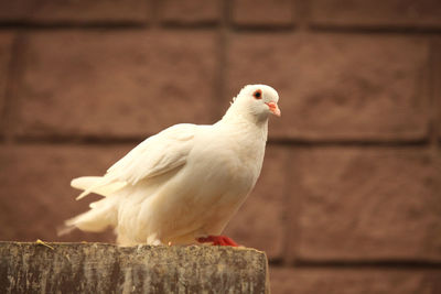 Close-up of bird perching on wood against wall