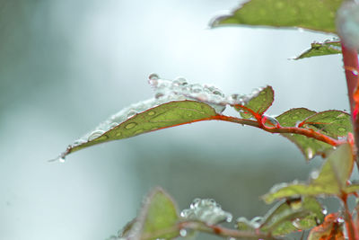 Close-up of raindrops on leaves