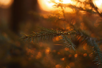 Close-up of pine tree during sunset