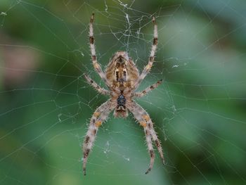 Close-up of spider on web