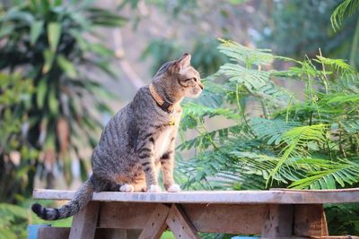 Close-up of a cat looking away