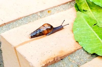 High angle view of snail