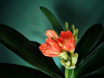 Close-up of clivia flower